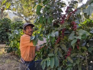 coffee farmers